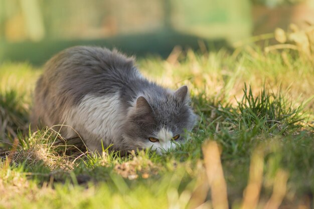 Flaumige graue und weiße Katze, die unter den Büschen sitzt