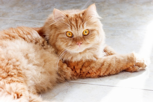 Flaumige Ingwerkatze mit den gelben Augen, die auf dem Fliesenboden liegen.