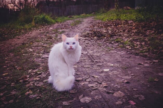 Flaumige weiße Katze Retro