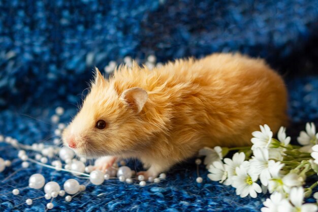 Flaumiger Hamster mit Blumen auf Blau
