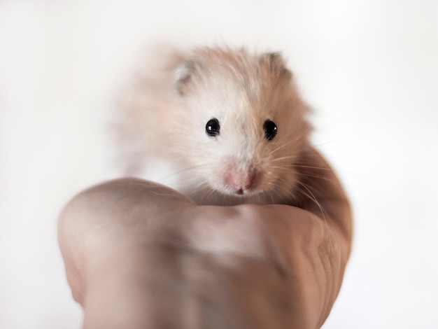 Flaumiger hamster wird in den handflächen gehalten