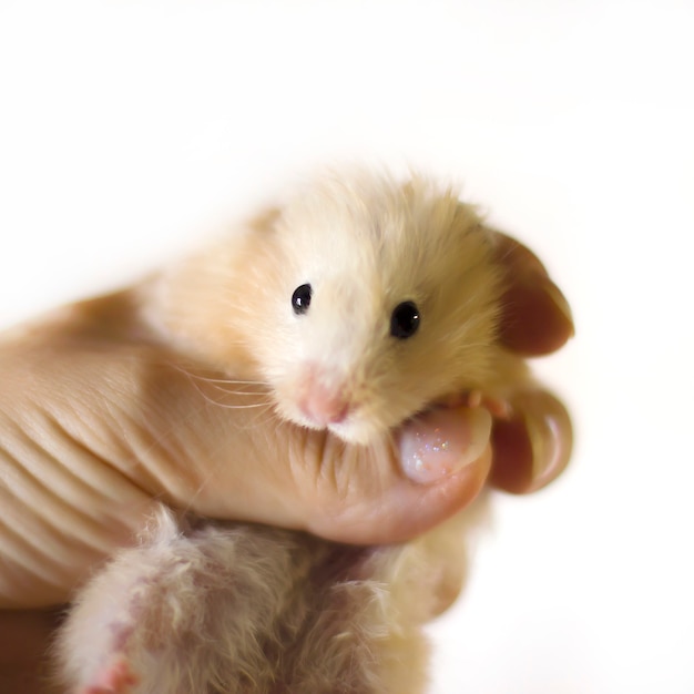 Foto flaumiger hamster wird in den handflächen gehalten