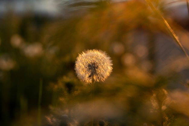 Flaumiger leuchtender runder Löwenzahn im Gras, das von der untergehenden Sonne beleuchtet wird Sommerstimmungskonzept Das Konzept der Freiheit träumt von der zukünftigen Ruhe
