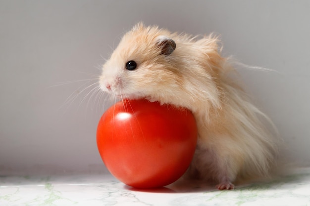 Flaumiger syrischer Hamster mit Tomate