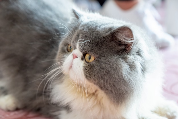 Flaumiges langes Haar der persischen weißen grauen Katze, das mit dem Schauen liegt