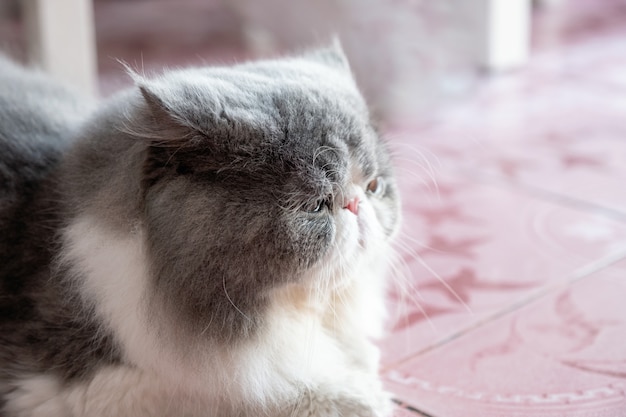 Flaumiges langes Haar der persischen weißen grauen Katze, das mit dem Schauen liegt