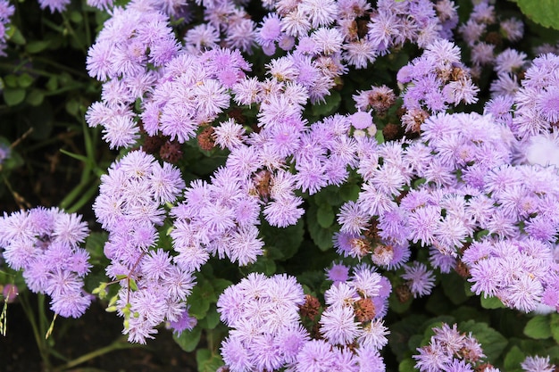 Flauschig weiche lila Blumen warten auf eine Einladung zum Ball