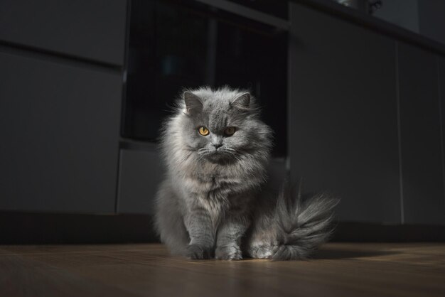 Flauschige, bezaubernde Katze in häuslicher Umgebung, schottisches Hochland, gerade beim Blick in die Kamera