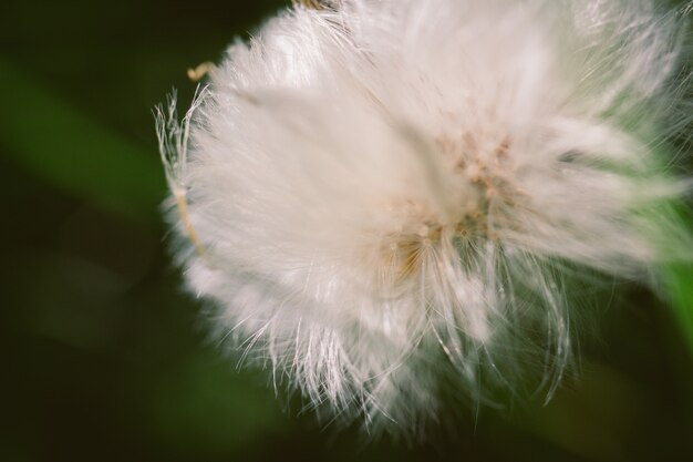 Flauschige Distel auf einem abstrakten grünen Hintergrund,