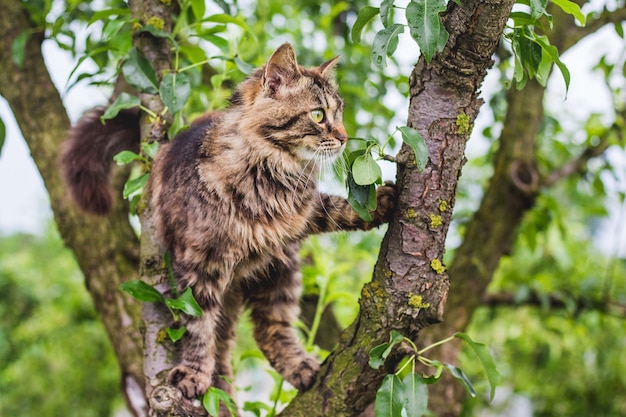 Flauschige gestreifte Katze auf einem Baum in der Mitte eines grünen Blattes