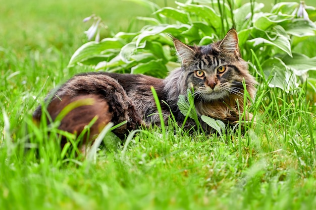 Flauschige gestromte Maine-Coon-Katze im Freien im sonnigen grünen Garten, die in Richtung Kamera geht