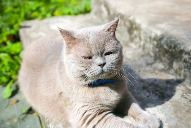 Flauschige graue Katze im Freien. Nettes Heimtier, das Sommersonne genießt.