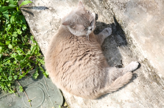 Flauschige graue Katze im Freien. Nettes Heimtier, das Sommersonne genießt.