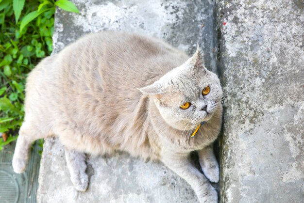 Flauschige graue Katze im Freien. Nettes Heimtier. Sommersonne genießen.