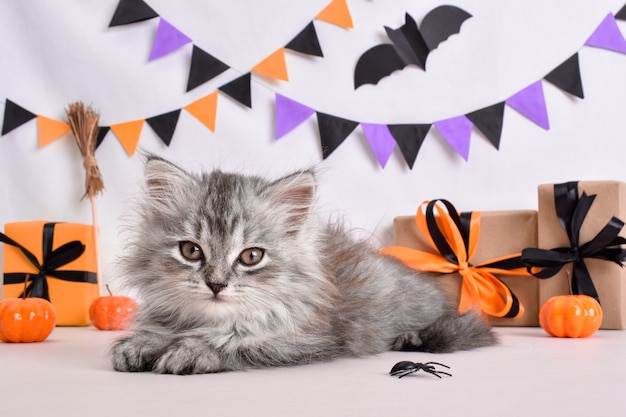 Flauschige graue Katze im Halloween-Dekor. Eine Postkarte zum Tag des Heluins.