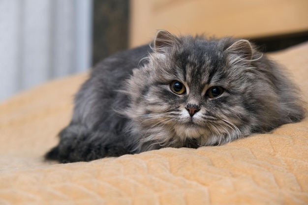 Flauschige graue Katze Nahaufnahme graue Katze mit großen gelben Augen die Katze liegt auf einer Decke