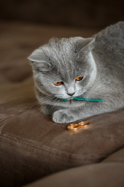 Flauschige graue Katze sitzt in der Nähe von goldenen Eheringen