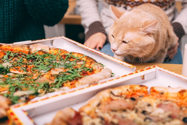 Flauschige große Katze, die am Tisch vor zwei Pizza, Fast-Food-Pizza-Lieferung sitzt