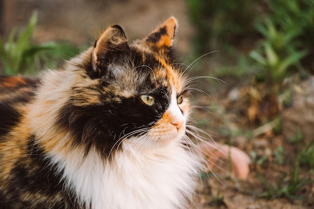 Flauschige Hauskatze blickt in die Ferne Niedliches Tiergesicht in der Nähe