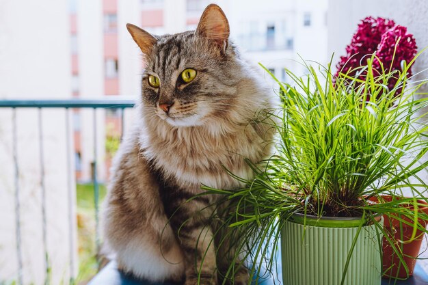 Flauschige Hauskatze mit grünen Augen sitzt in der Nähe von Blumentopf mit Katzengras