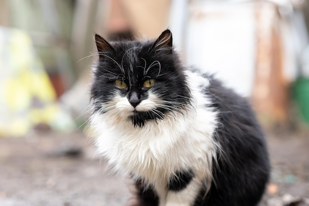 Flauschige Hauskatze schwarz und weiß auf dem Hof sitzend