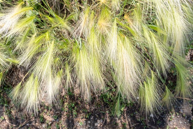 Flauschige Ährchen aus Federgras an einem sonnigen Tag in der Steppe, Landschaft, Nahaufnahme. Abstraktes Sommerhintergrundkonzept.