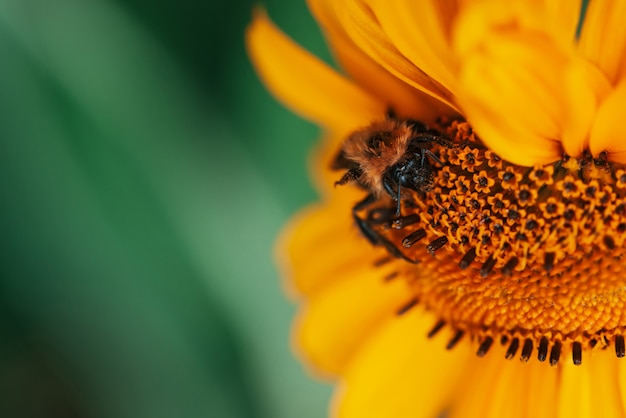 Flauschige Hummel auf saftiger gelber Blume mit oranger Mitte und lebendigen, angenehmen, reinen Blütenblättern