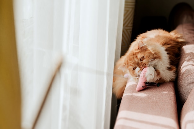 Flauschige Ingwerkatze auf der Rückseite des Sofas am Fenster. Rotes schottisches Kätzchen.