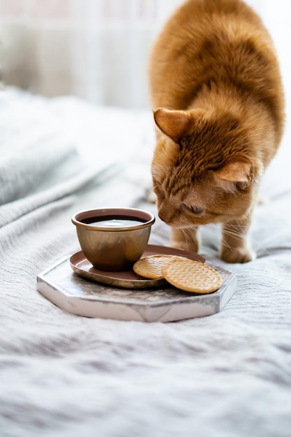 Flauschige Ingwerkatze, die Tasse Kaffee und Kekse riecht