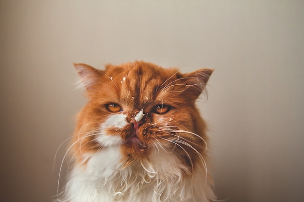 Flauschige Ingwerkatze mit Sahne im Gesicht