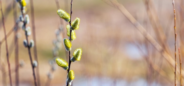 Foto flauschige kätzchen auf weidenzweigen auf unscharfem hintergrund