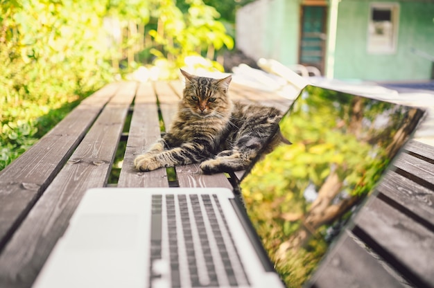 Flauschige Katze auf einem Holztisch neben Laptop