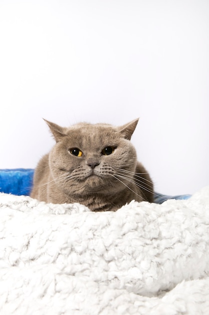 Flauschige Katze auf weißem Hintergrund