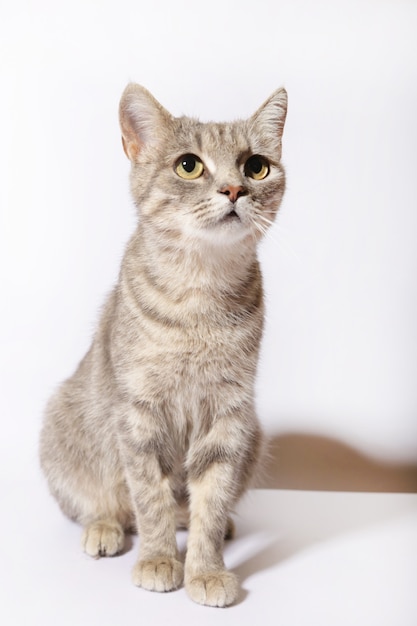 Flauschige Katze auf weißem Hintergrund