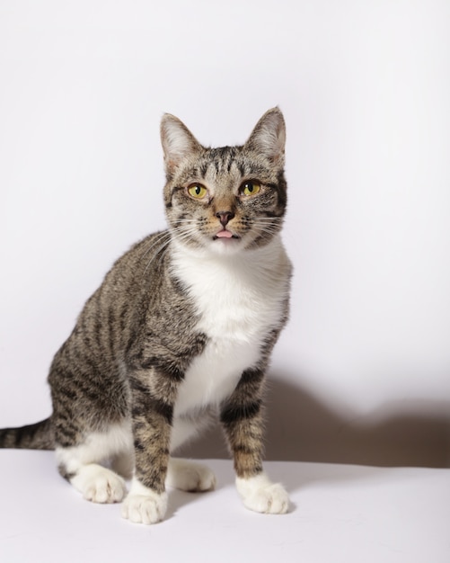 Flauschige Katze auf weißem Hintergrund