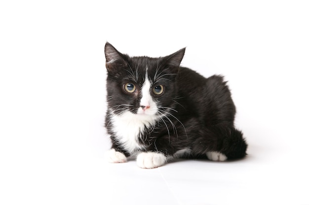 Flauschige Katze auf weißem Hintergrund