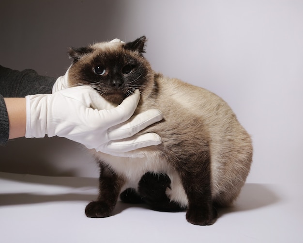 flauschige Katze auf weißem Hintergrund