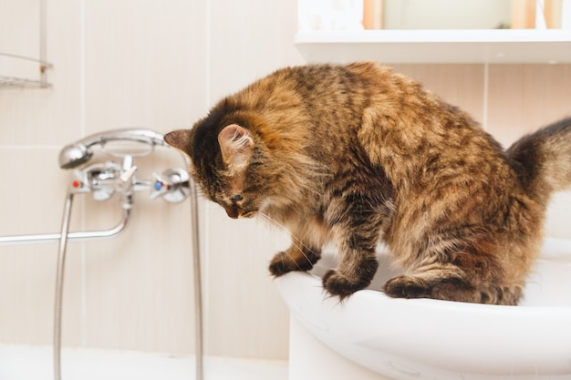 Flauschige Katze steht auf einem weißen Waschbecken im Badezimmer und schaut nach unten