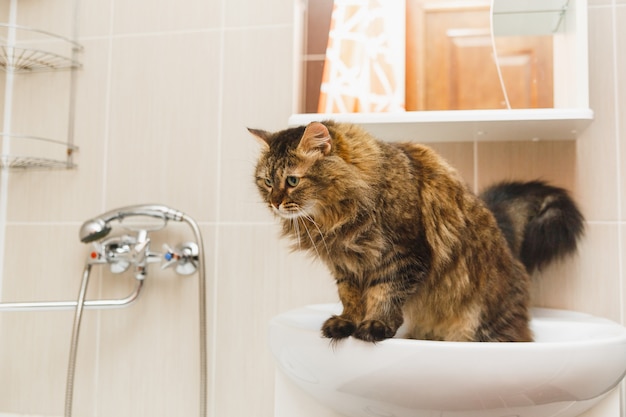 Flauschige Katze steht auf einem weißen Waschbecken im Badezimmer und schaut nach unten