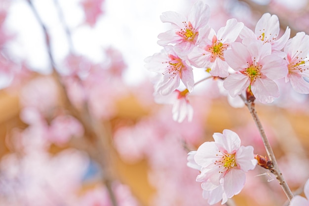 Flauschige Kirschblüten