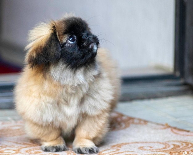 flauschige kleine pekinese posiert im freien welpe flauschig