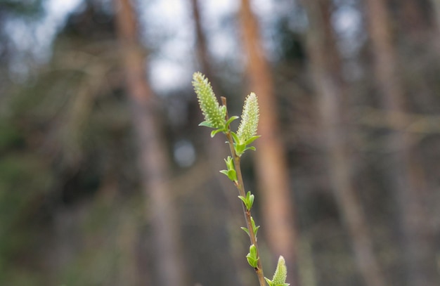 Flauschige Knospen auf einem Ast an einem Frühlingsmorgen Region Moskau Russland