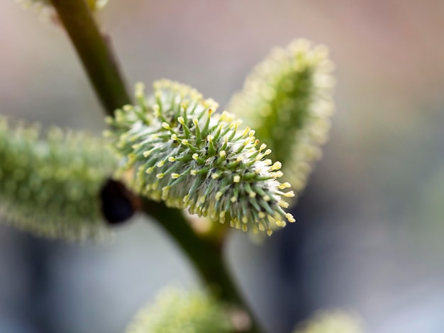 Flauschige Knospen auf Frühlingszweigen in Nahaufnahme Vorfrühlingspflanze blüht Schönheitsallergien