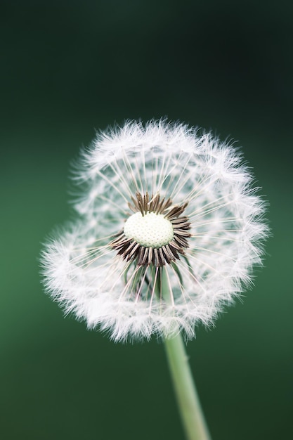 Flauschige Löwenzahn-Nahaufnahme über grünem Hintergrund Makrofotografie von Löwenzahnsamen