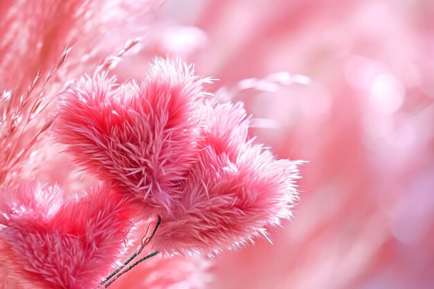 Foto flauschige, luftige, rosa blüten, anmutig und beruhigend.