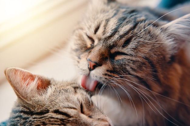 Foto flauschige miezekatze wäscht getigerte katze mit ihrer zunge zwei faule haustiere liegen im korb auf der fensterbank sonne...