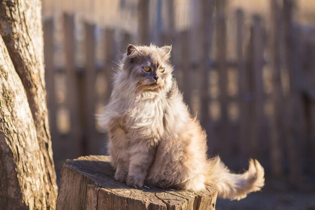 Flauschige Perserkatze