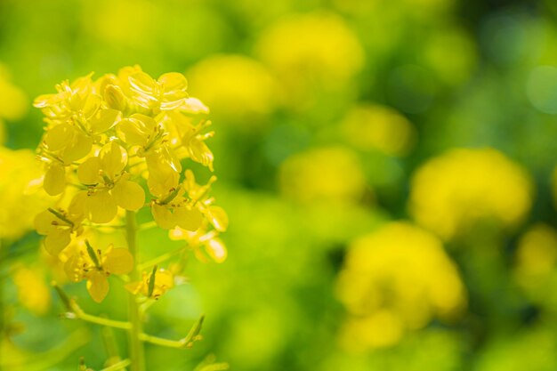 Flauschige Rapsblüten