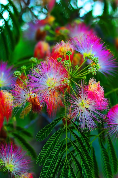 Flauschige rosa Blüten und grüne Blätter der japanischen Akazie, Konzept des Frühlings, Idee des Sommers, abstraktes Bild der Natur, Makrofotografie mit verschwommenem Hintergrund und freiem Platz für Text