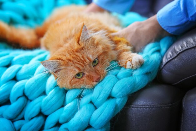 Flauschige rote Katze, die auf einem Sofa liegt